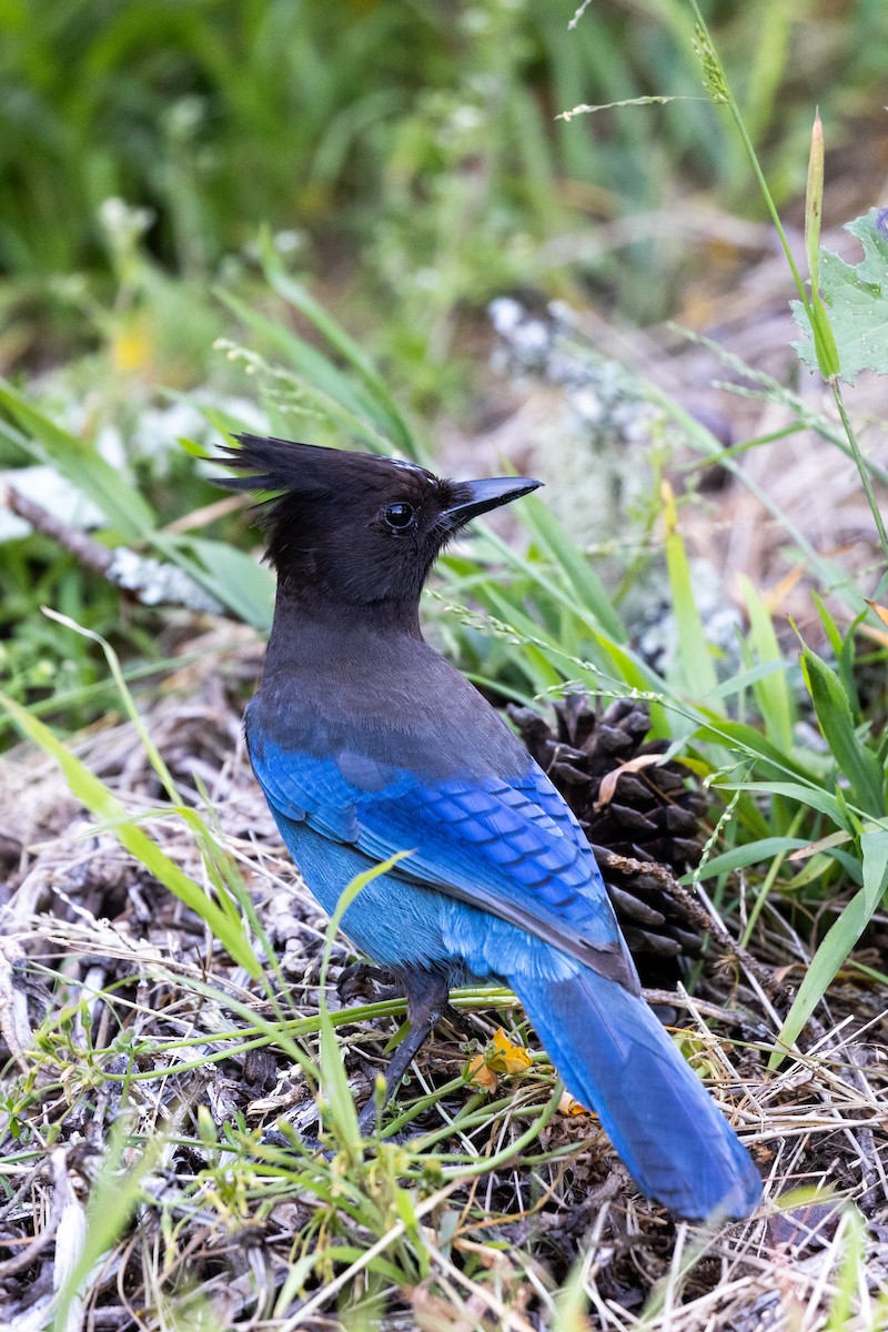 sojka Stellerova - ML635391387