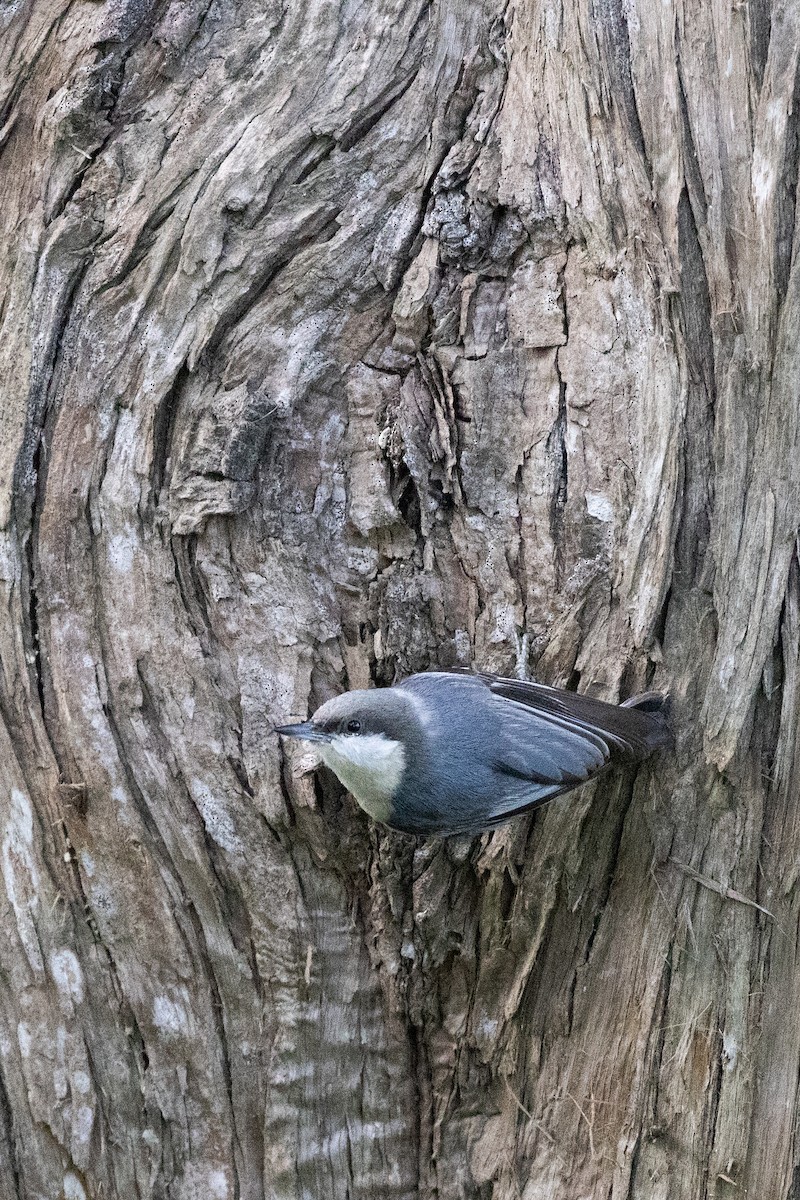 brhlík drobný - ML635391409