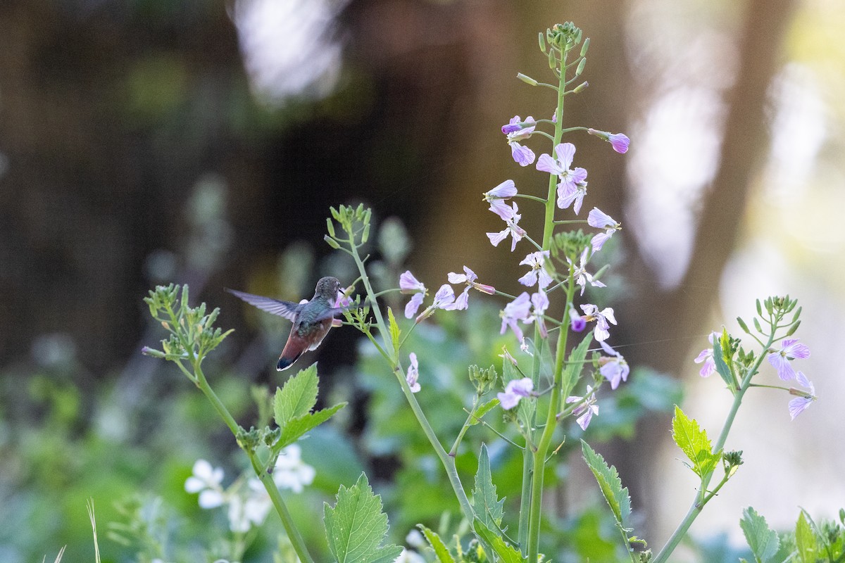 kalypta Allenova - ML635391427