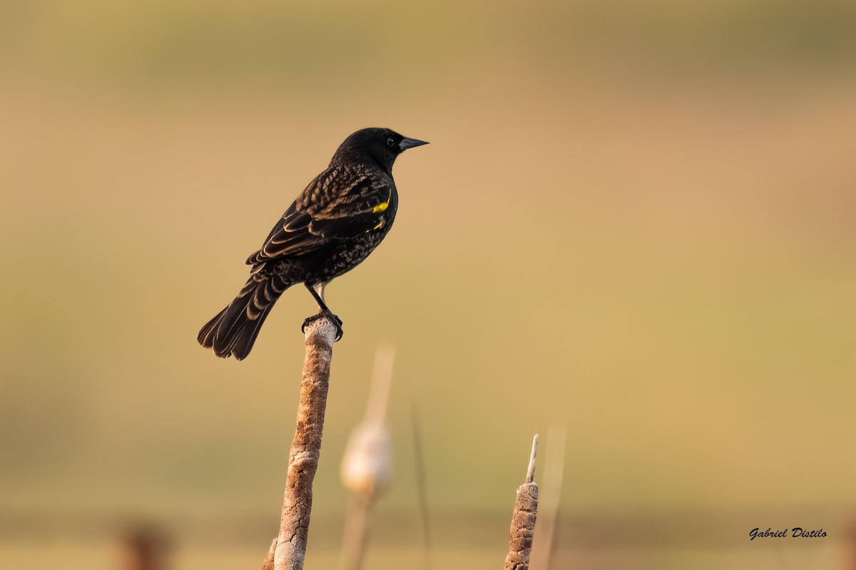 Yellow-winged Blackbird - ML635391432