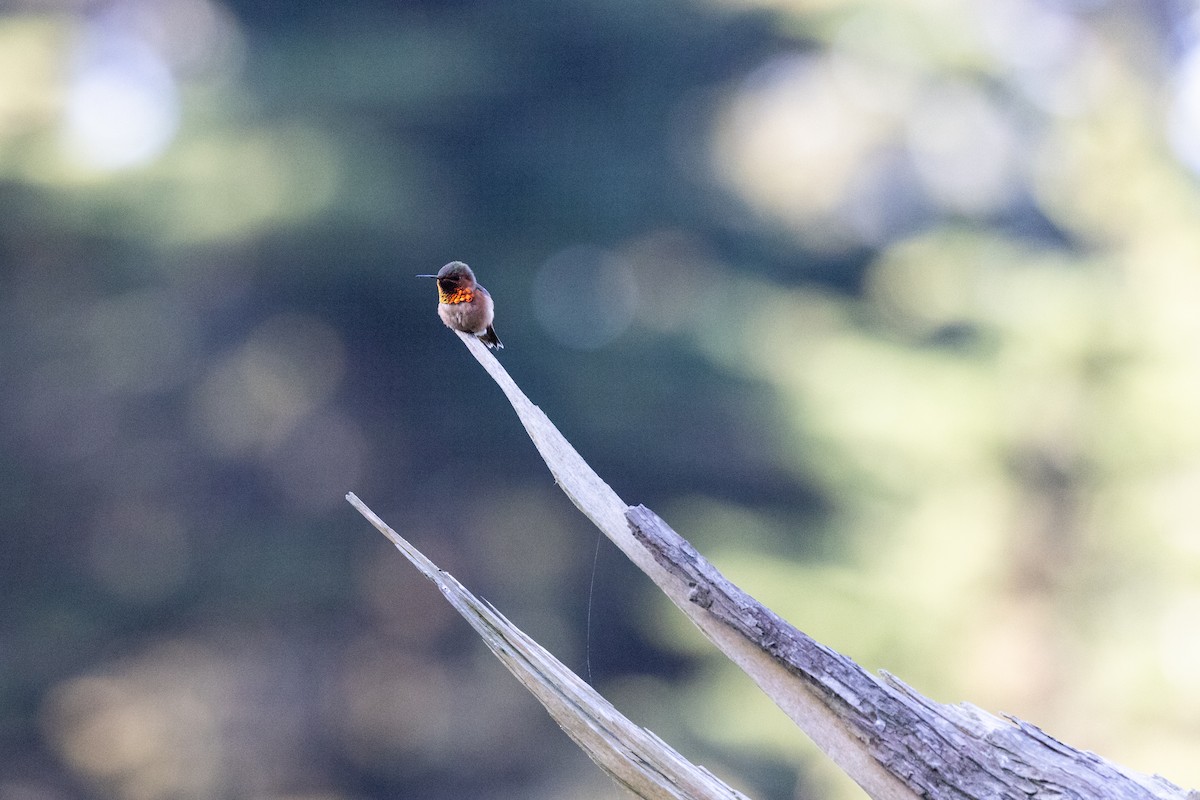 kalypta Allenova - ML635391441