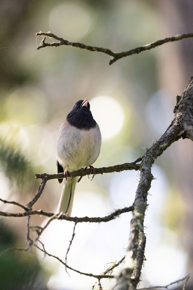 Dark-eyed Junco - ML635391451