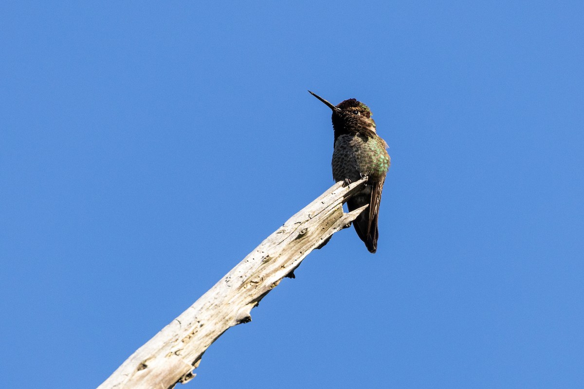 kalypta růžovohlavá - ML635391476