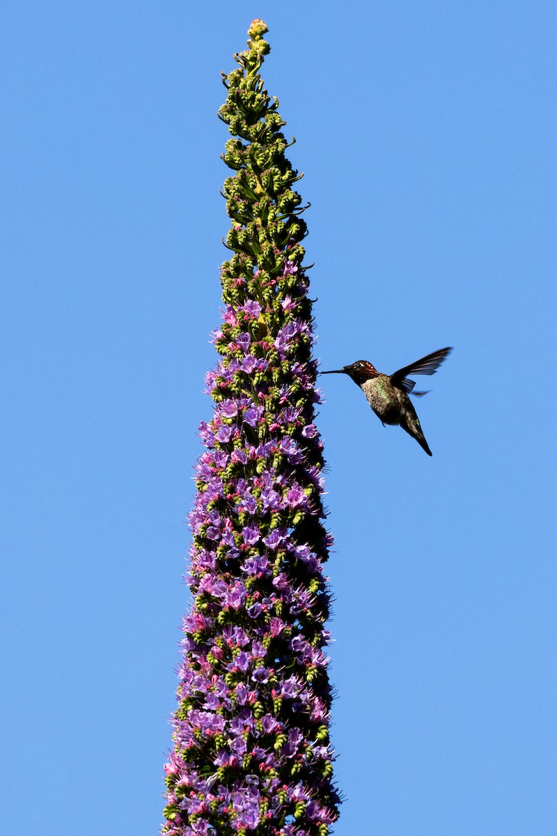 kalypta růžovohlavá - ML635391477