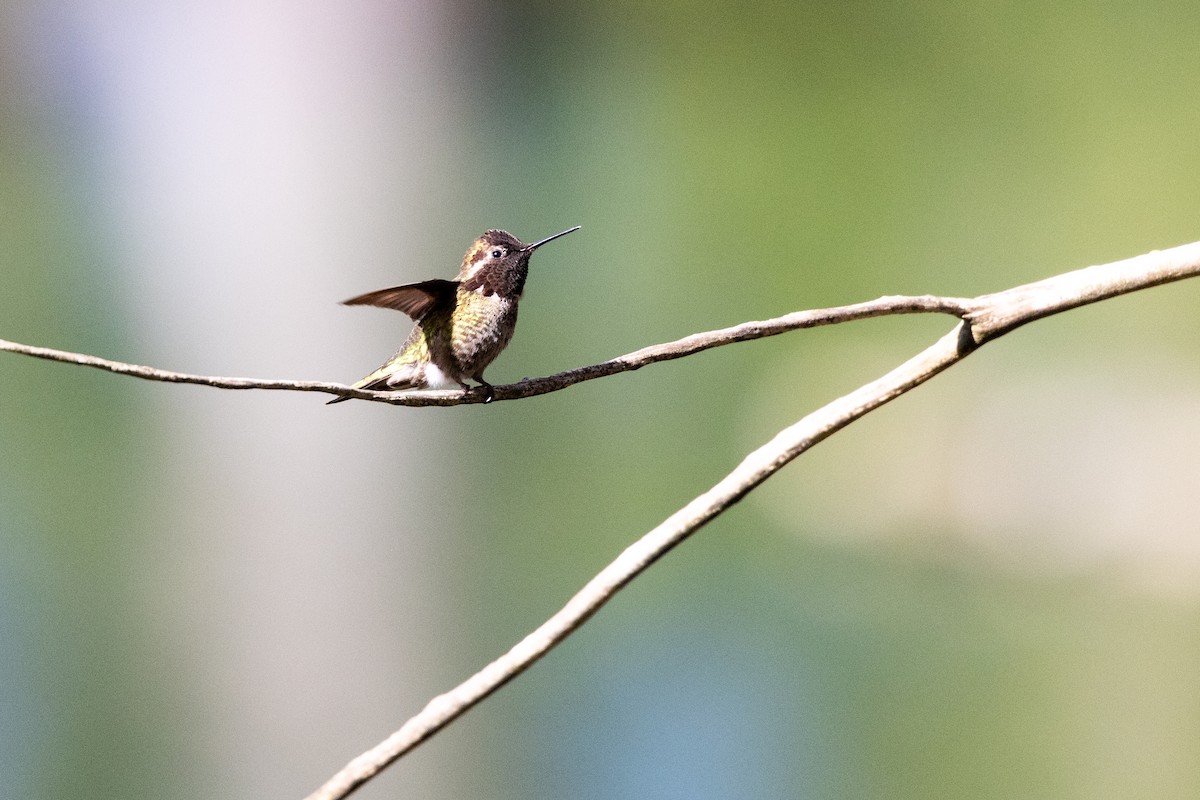 kalypta růžovohlavá - ML635391489