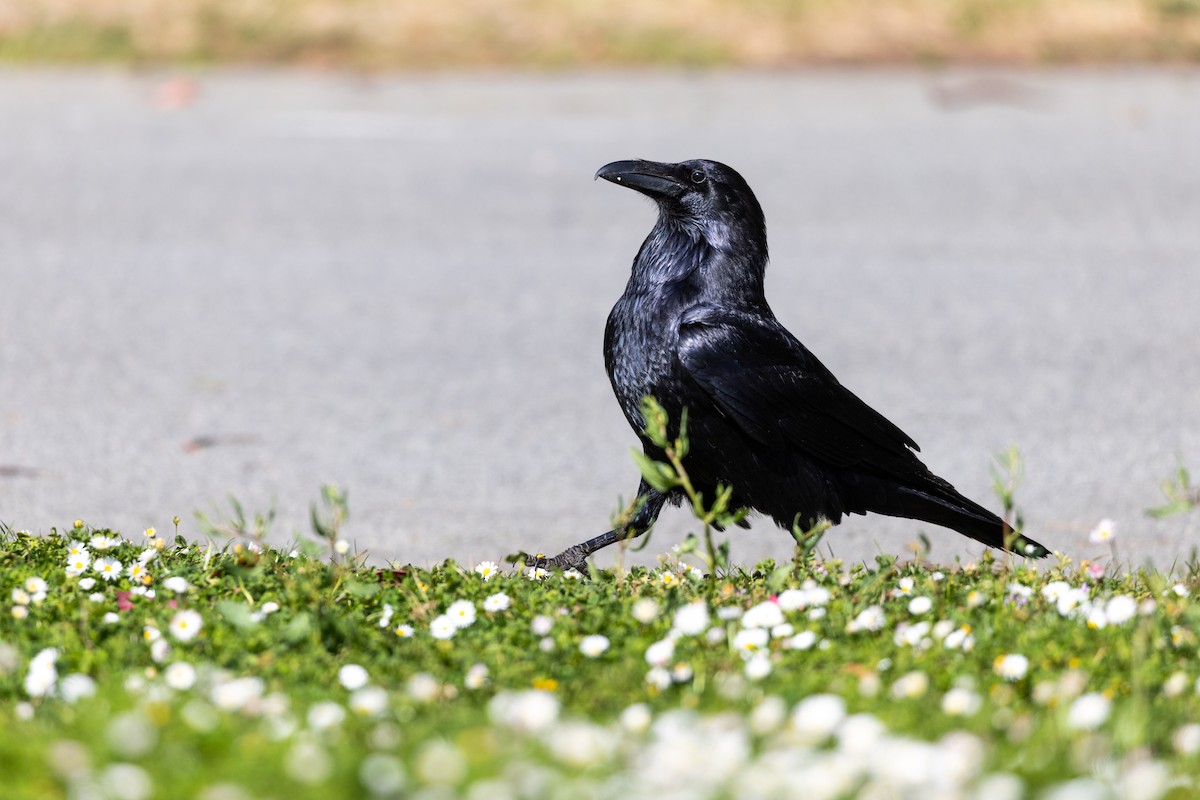 Common Raven - ML635391500