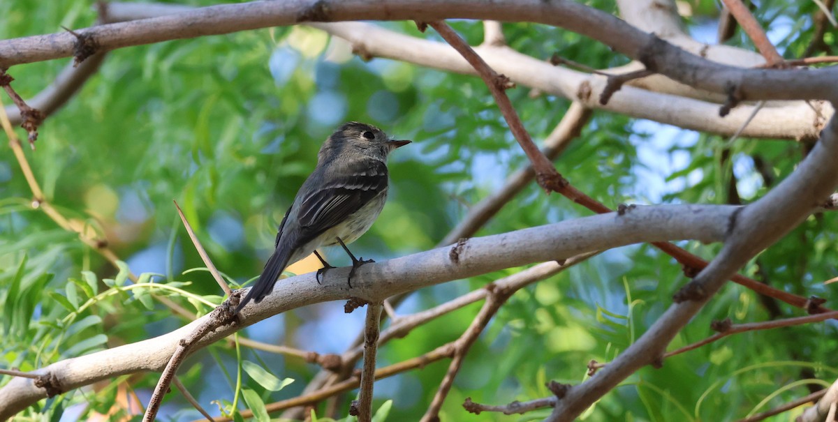 Hammond's Flycatcher - ML635391521