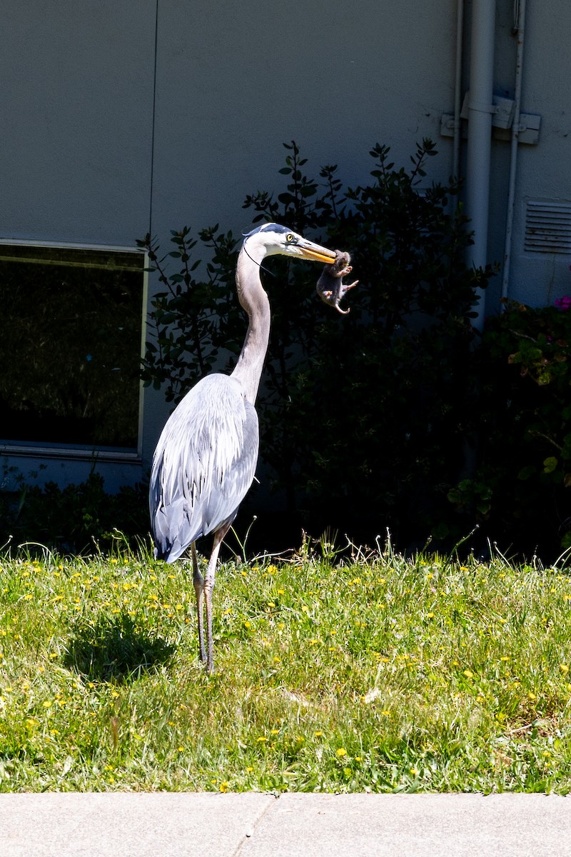 volavka velká - ML635391533