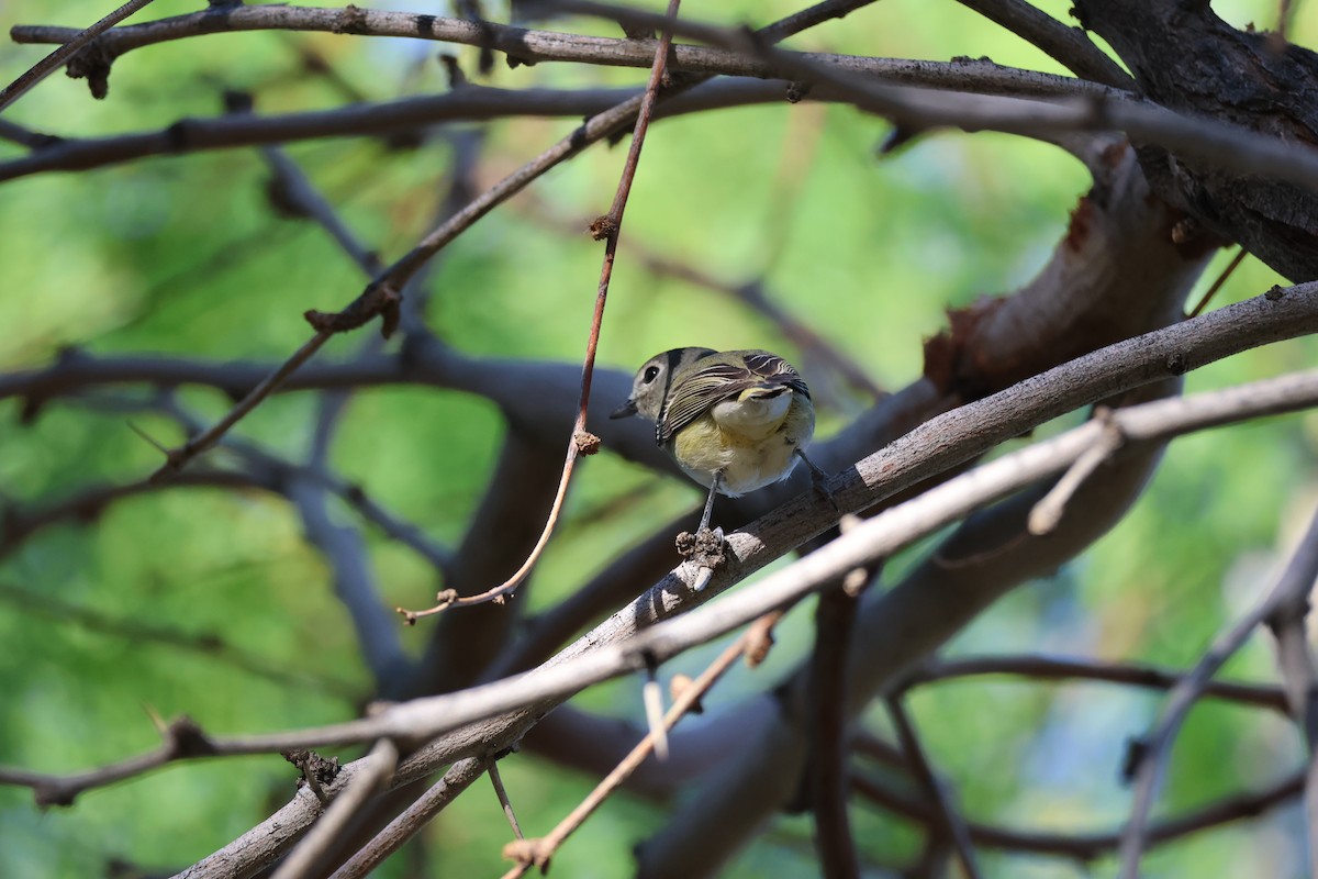 Cassin's Vireo - ML635391554