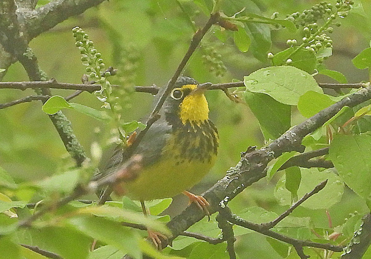 Kanada Ötleğeni - ML635391562