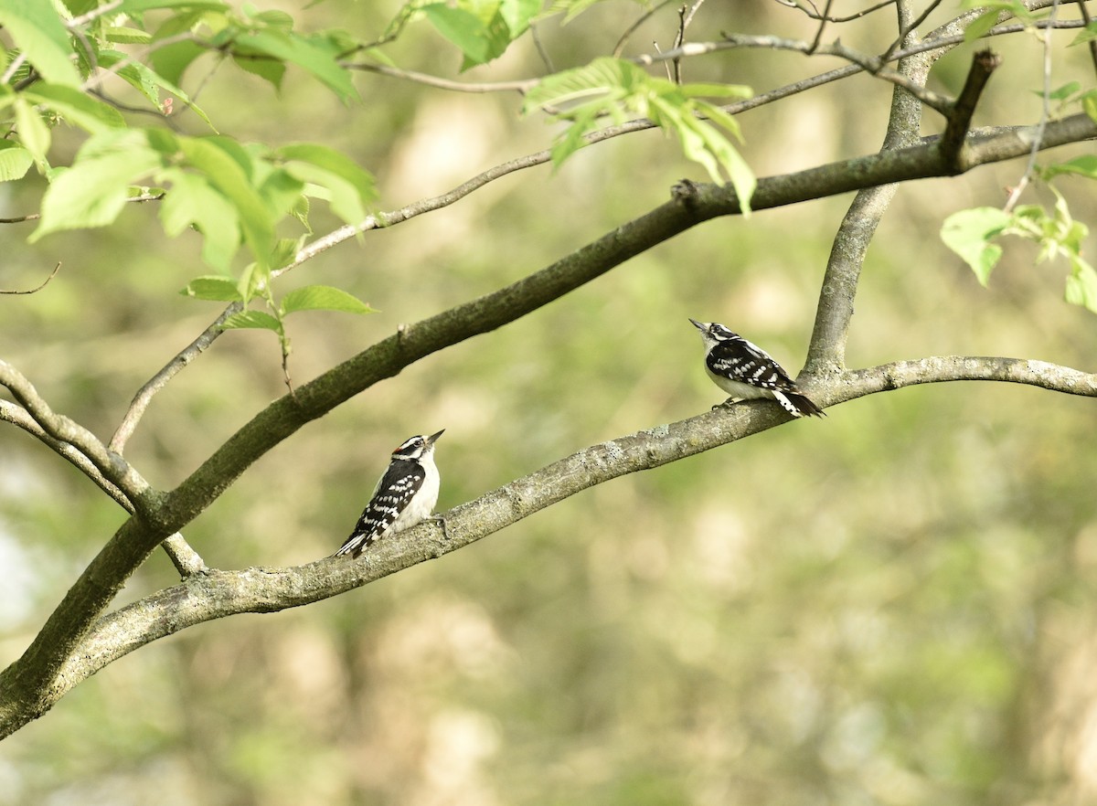 Downy Woodpecker - ML635391581