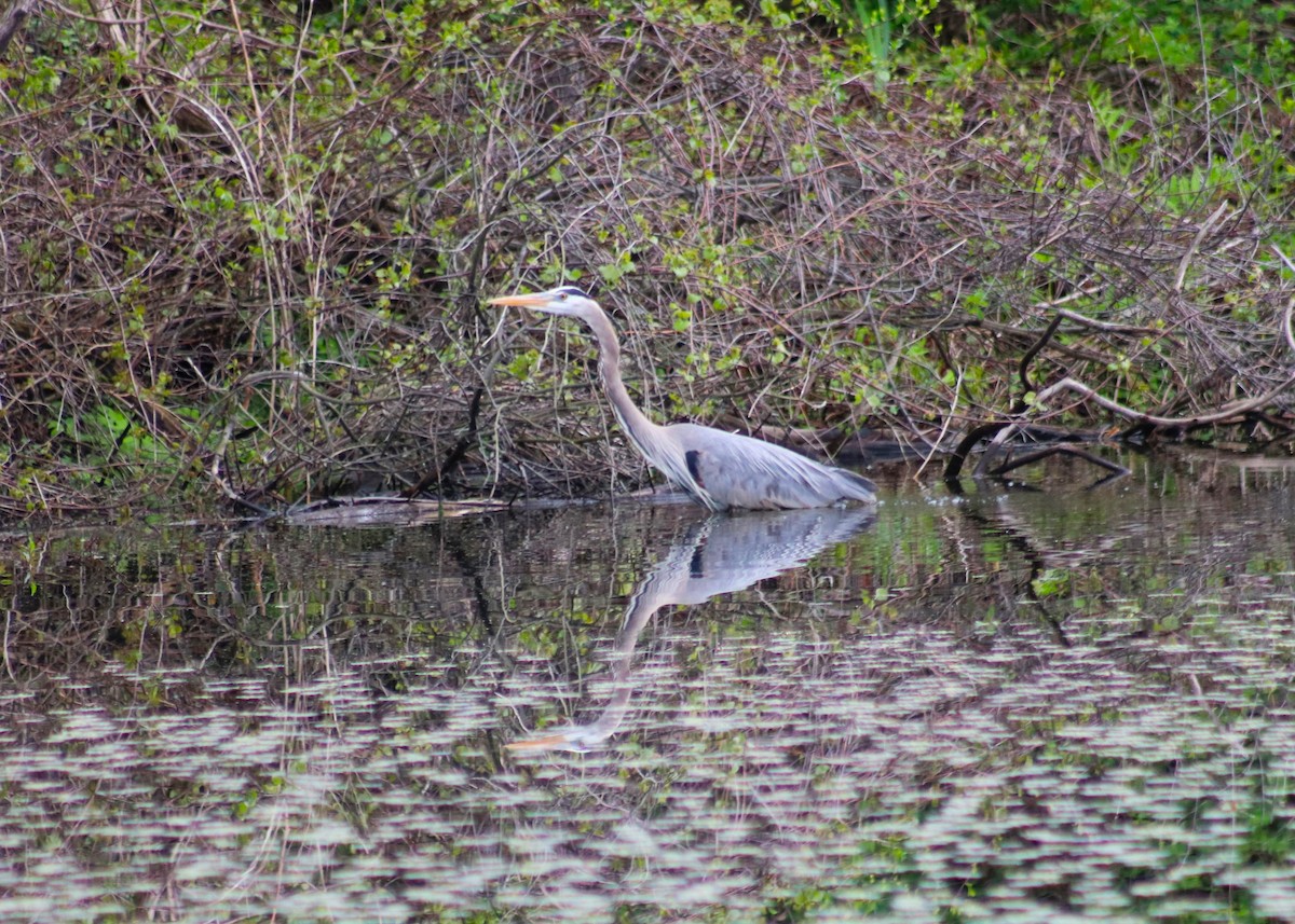 Great Blue Heron - ML635391593