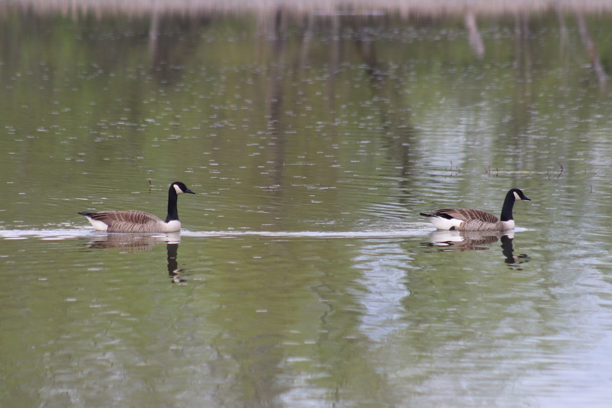 Canada Goose - ML635391600