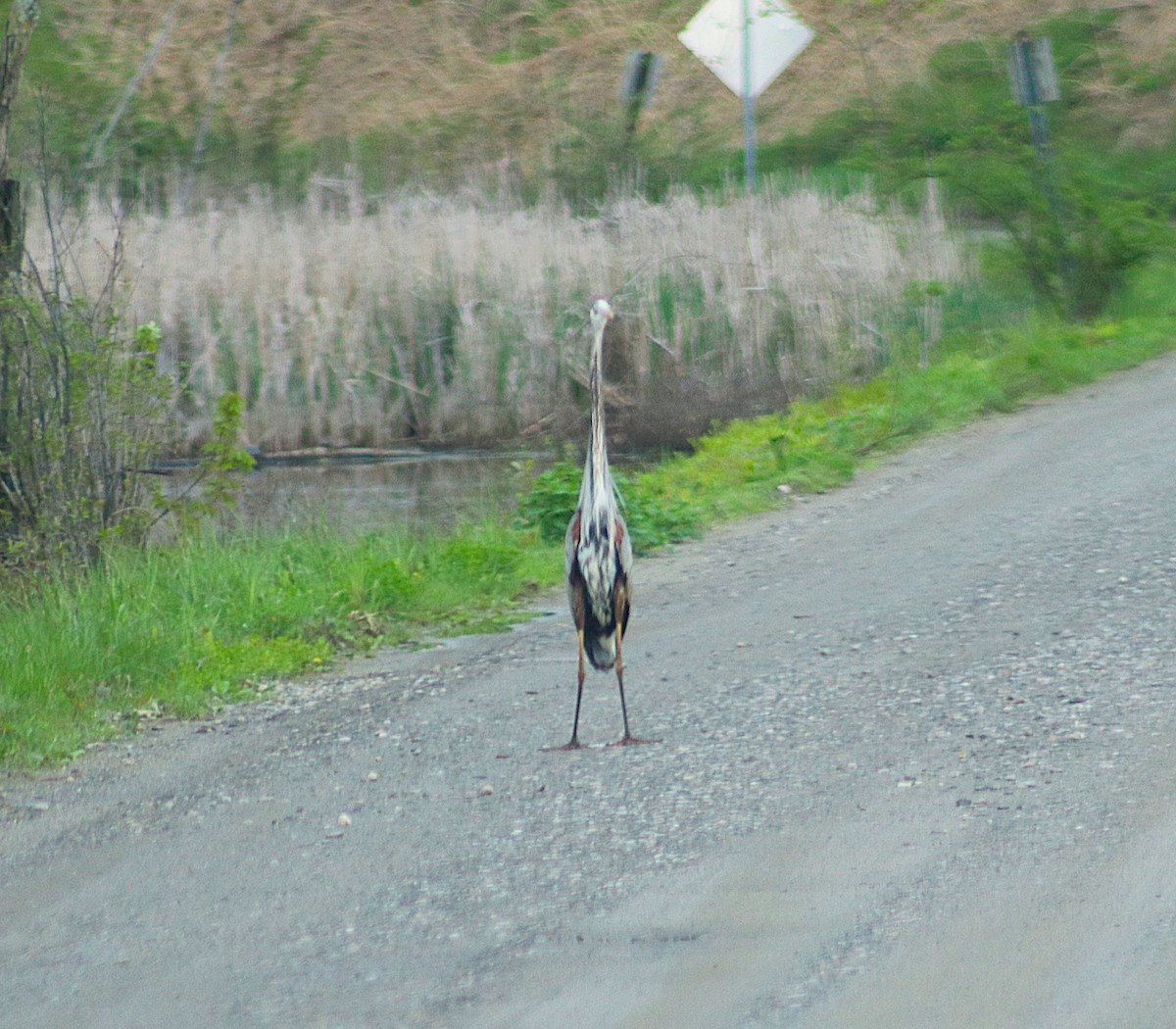 Great Blue Heron - ML635391665