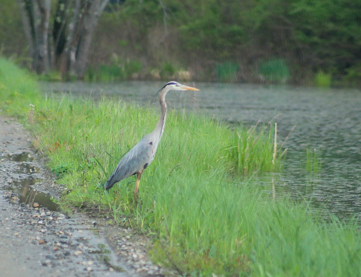 Great Blue Heron - ML635391666