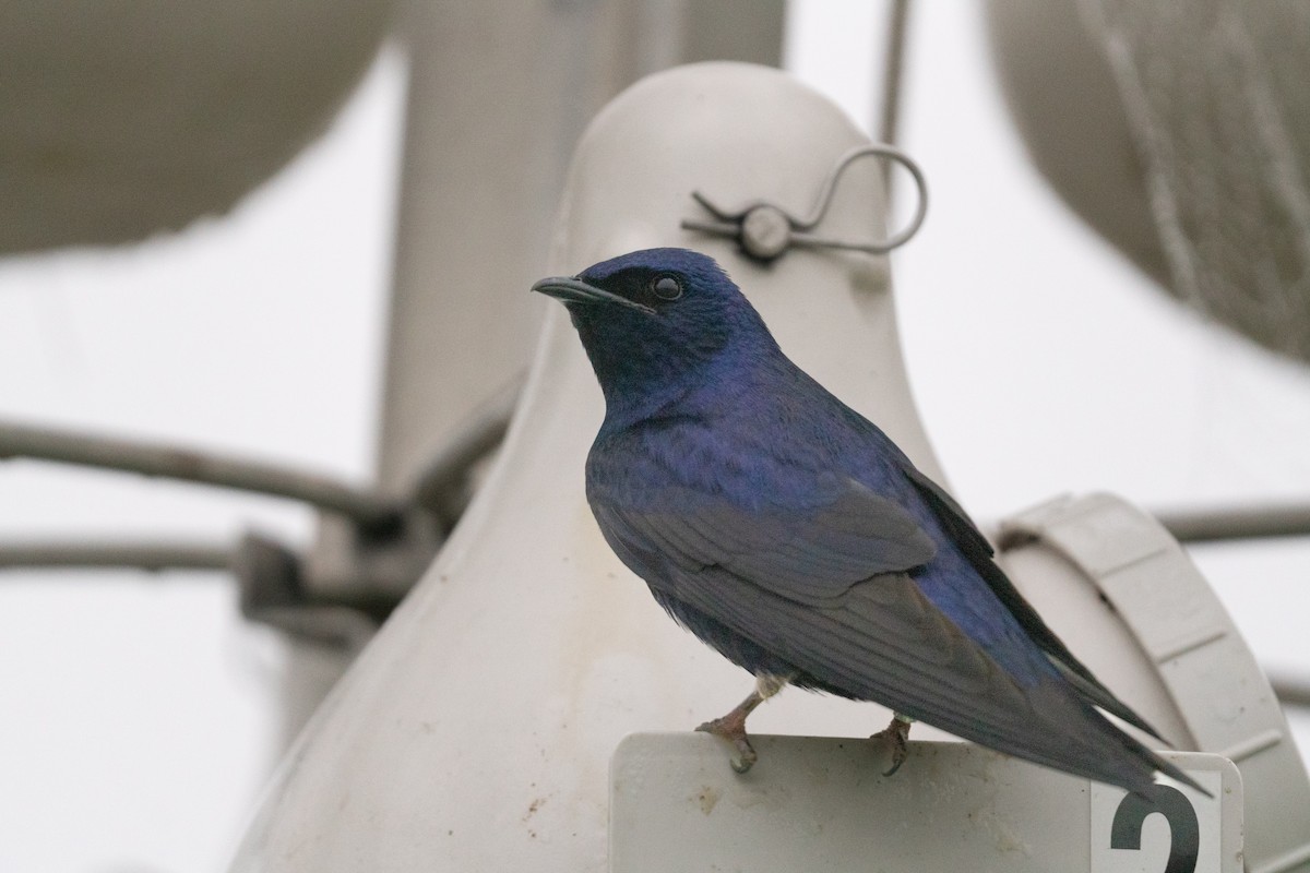 Purple Martin - ML635391682
