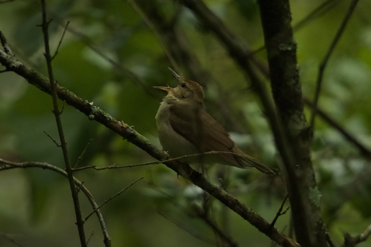 Paruline de Swainson - ML635391686
