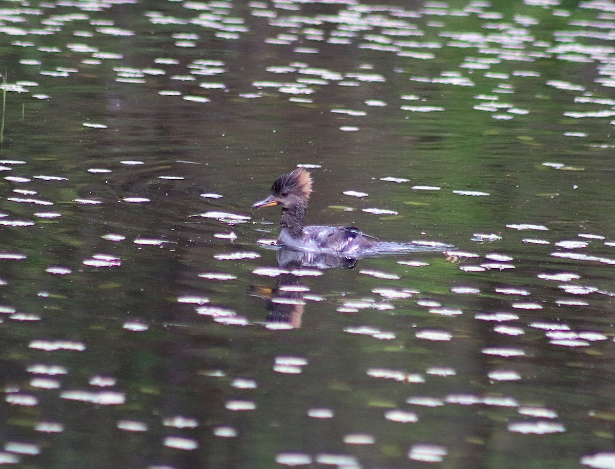 Hooded Merganser - ML635391692