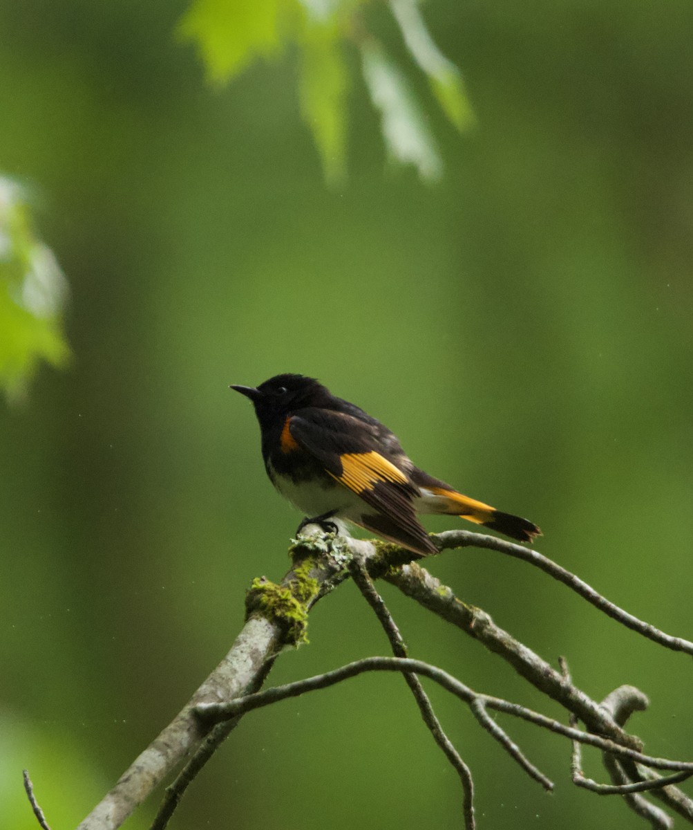 Paruline flamboyante - ML635391696