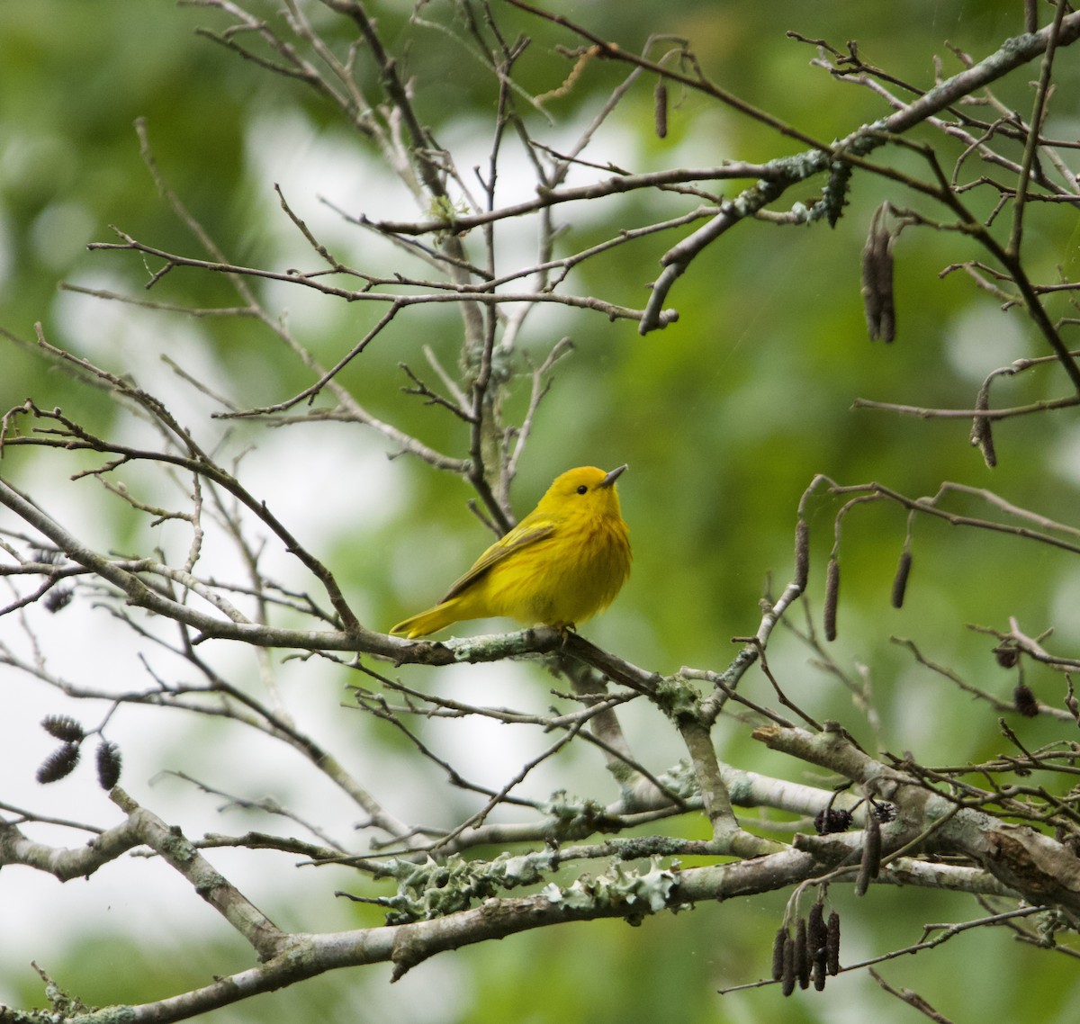 Paruline jaune - ML635391704