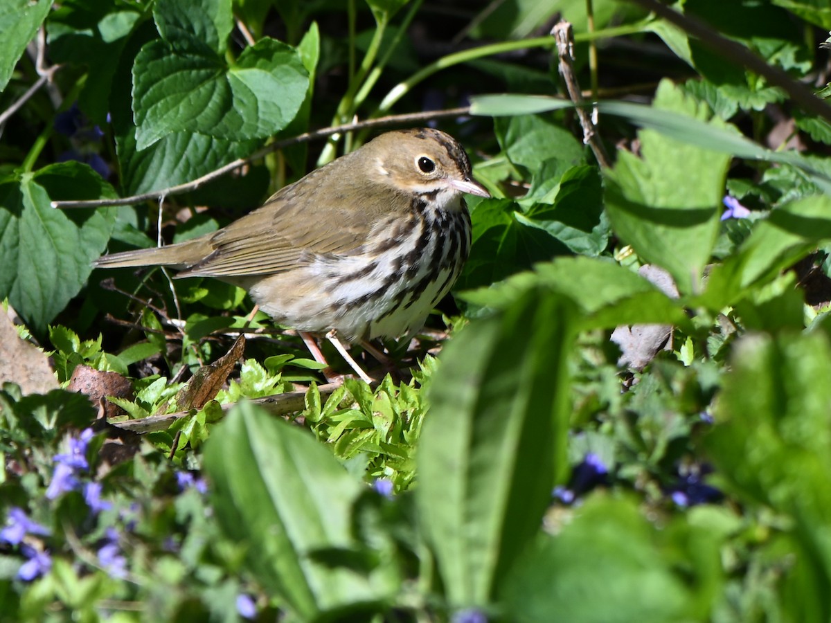 Ovenbird - ML635391800