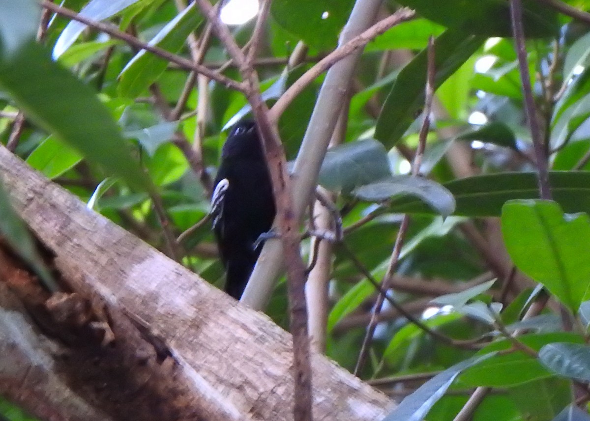 Rio Branco Antbird - ML635391827