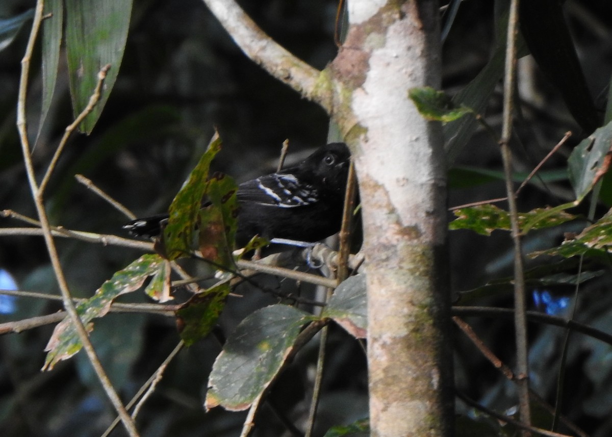 Rio Branco Antbird - ML635391828
