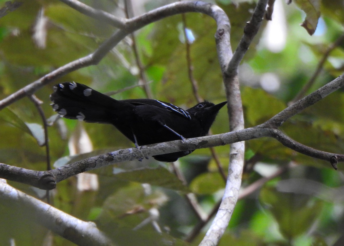 Rio Branco Antbird - ML635391829