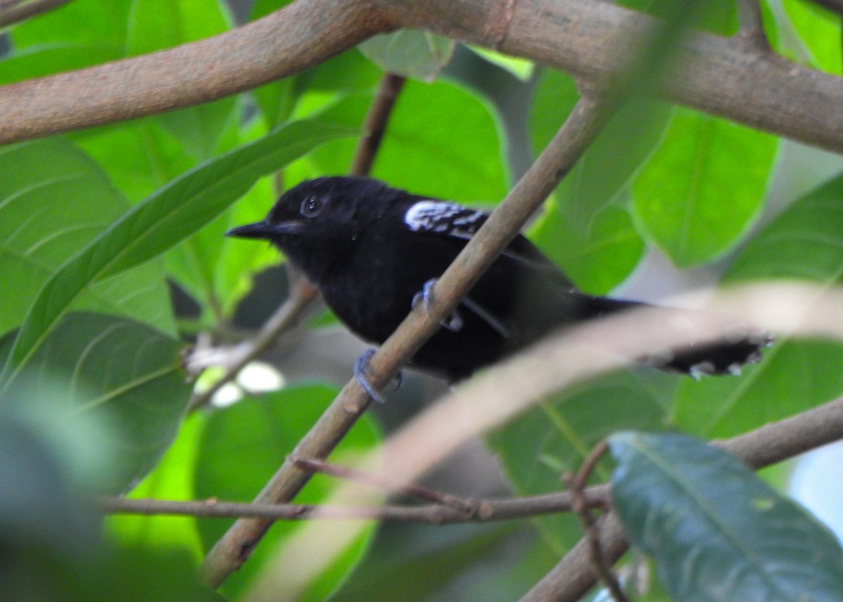 Rio Branco Antbird - ML635391831