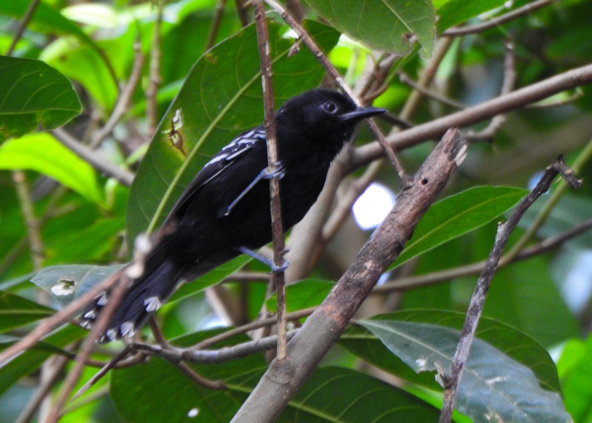Rio Branco Antbird - ML635391833