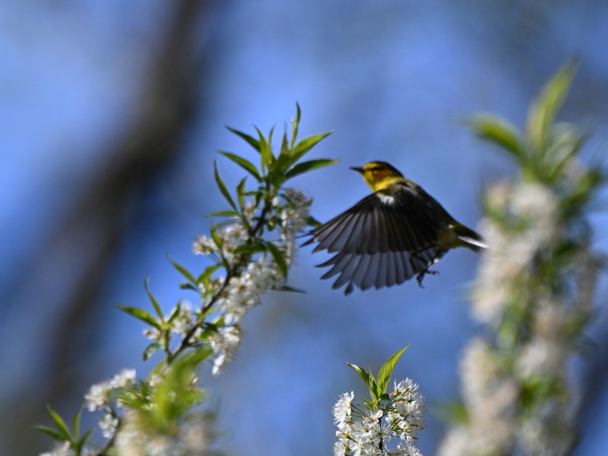 Cape May Warbler - ML635391835