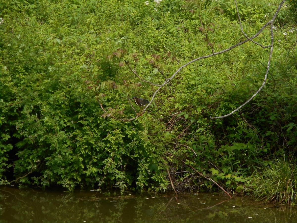 Green Heron - ML635391852