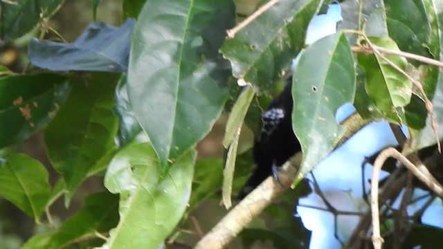 Rio Branco Antbird - ML635391862