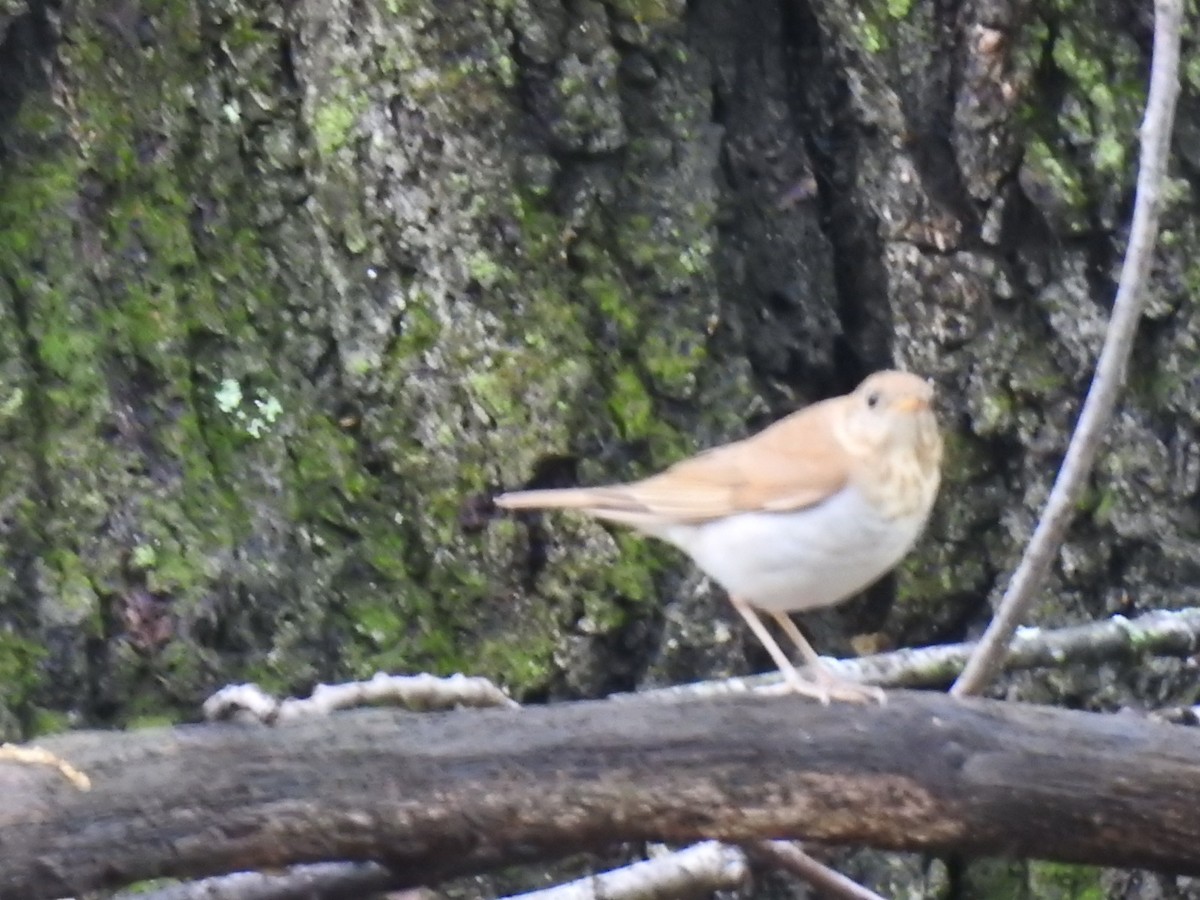 Veery - ML635391895