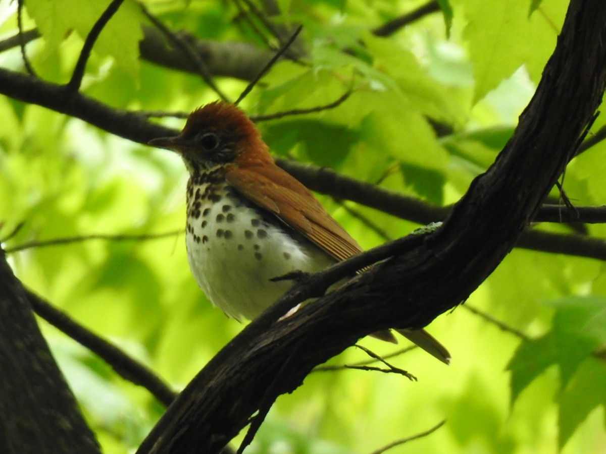 Wood Thrush - ML635391912