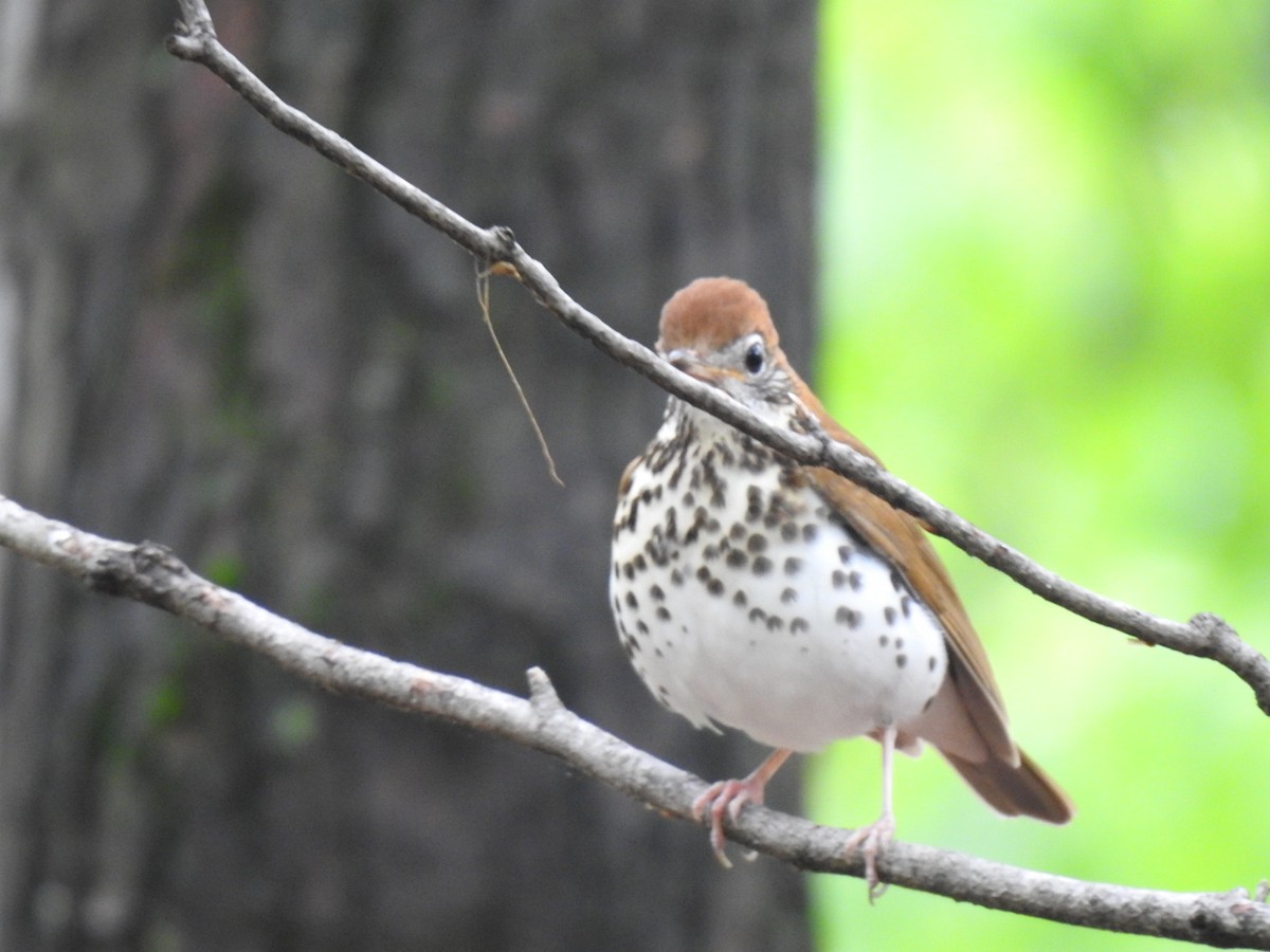 Wood Thrush - ML635391913