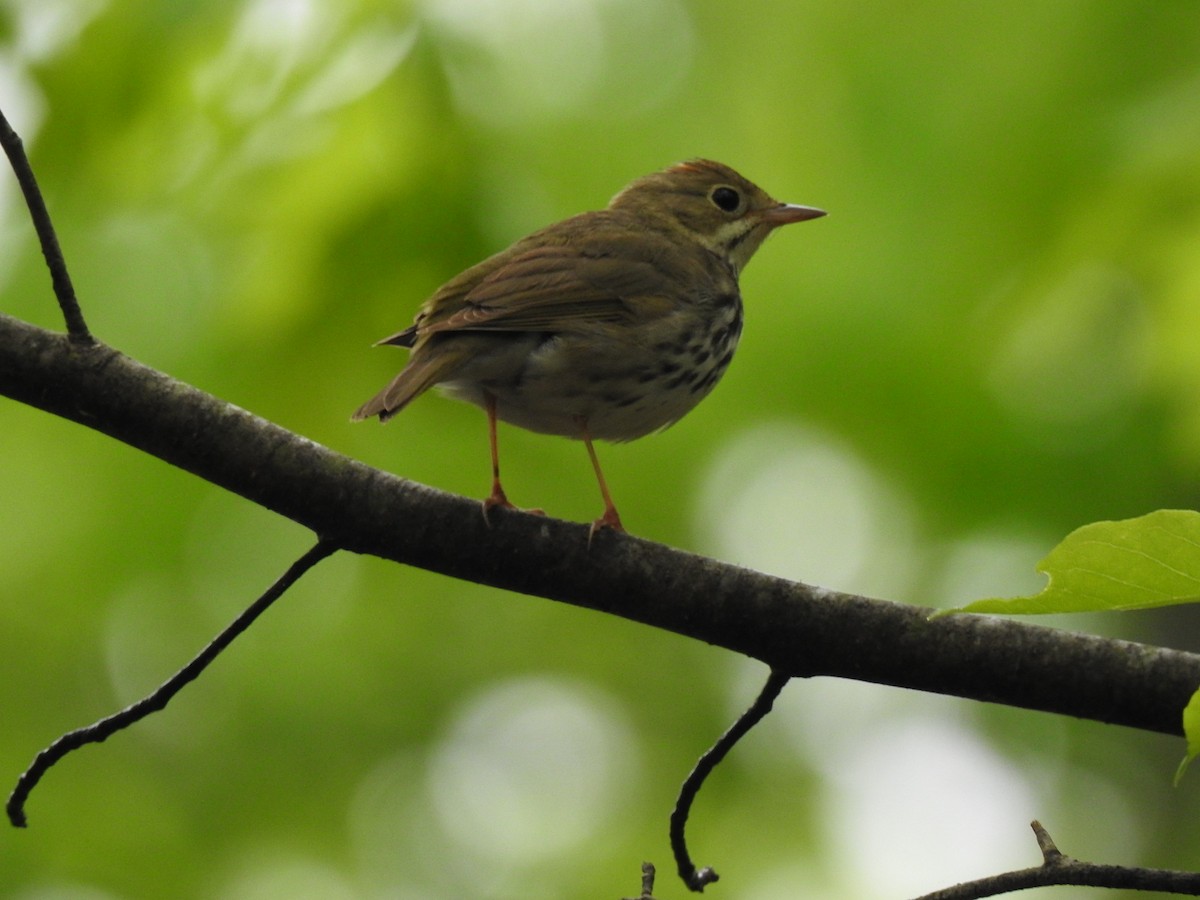 Ovenbird - ML635391927