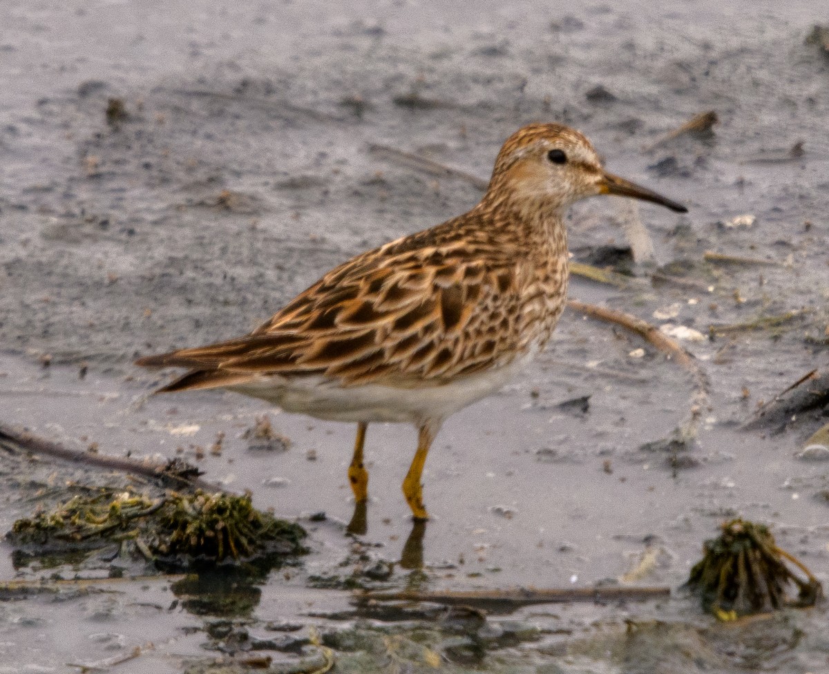 Graubrust-Strandläufer - ML635391948