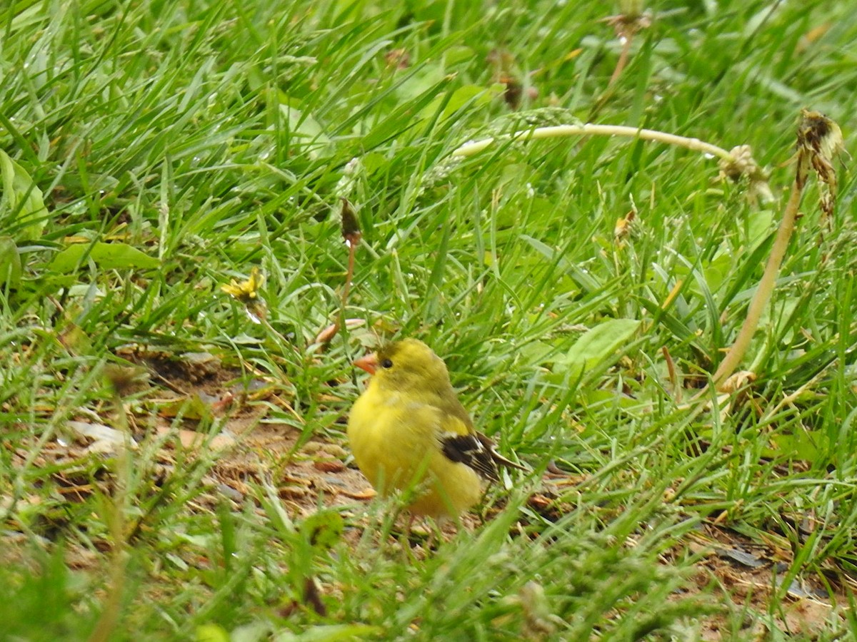 American Goldfinch - ML635391958