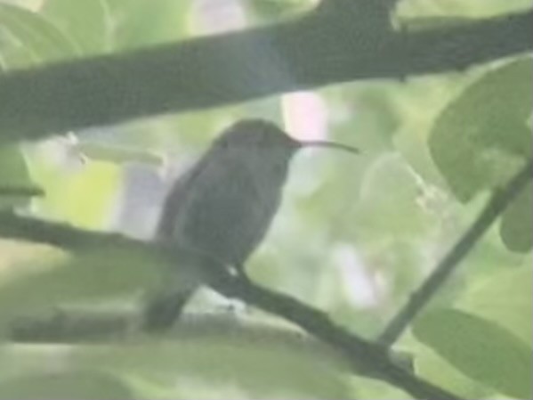 Anna's Hummingbird - ML635392107
