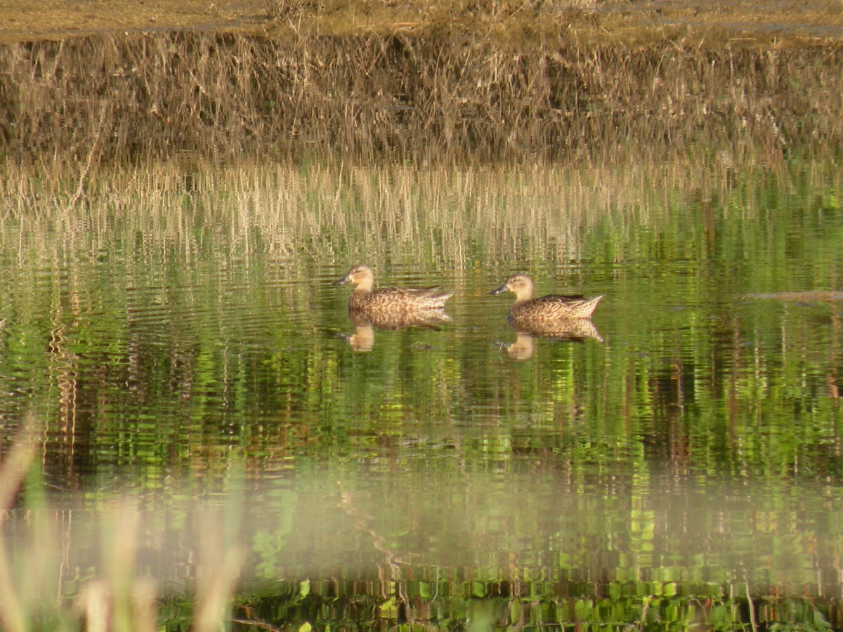 Blue-winged Teal - Lee Jones