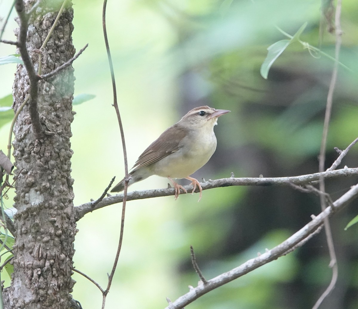 Swainson's Warbler - ML635392180