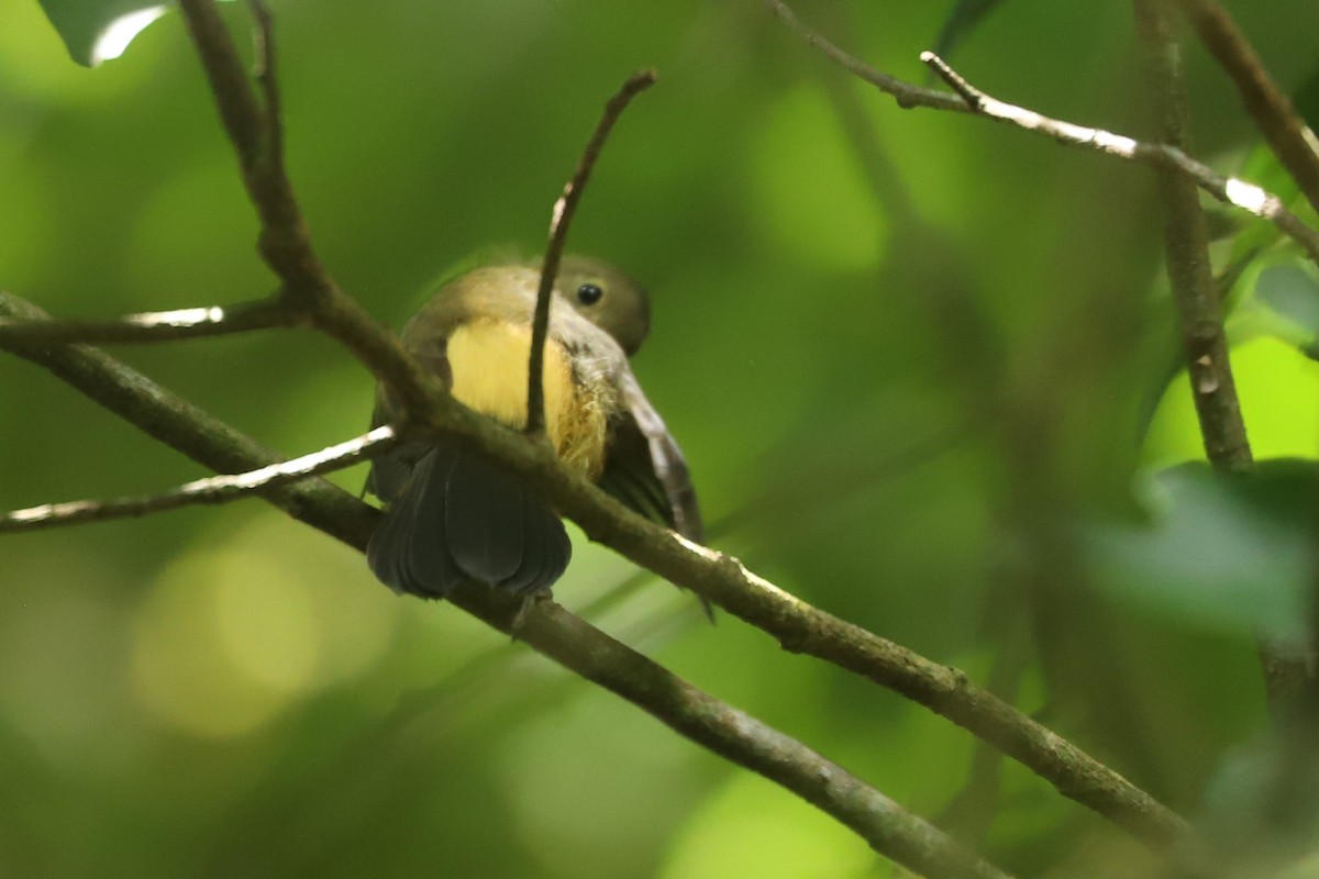 Black-tailed Flycatcher - ML635392301
