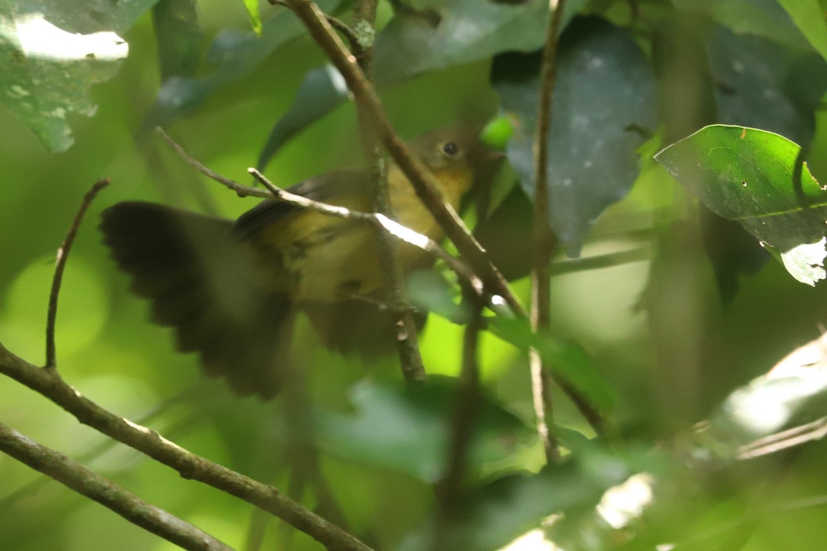 Black-tailed Flycatcher - ML635392302