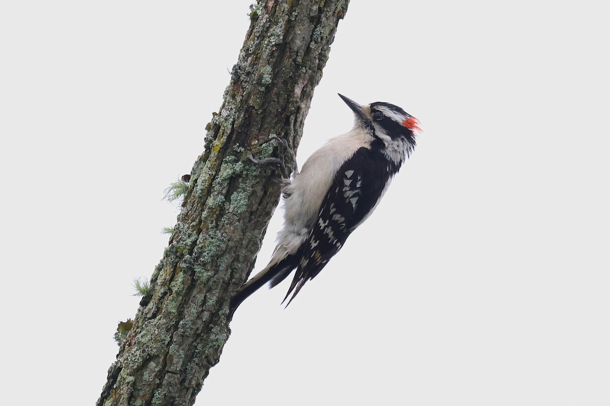 Downy Woodpecker - ML635392322