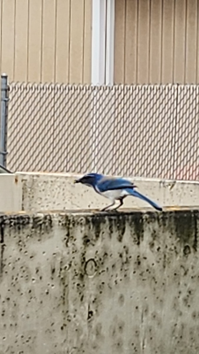 カリフォルニアカケス - ML635392389
