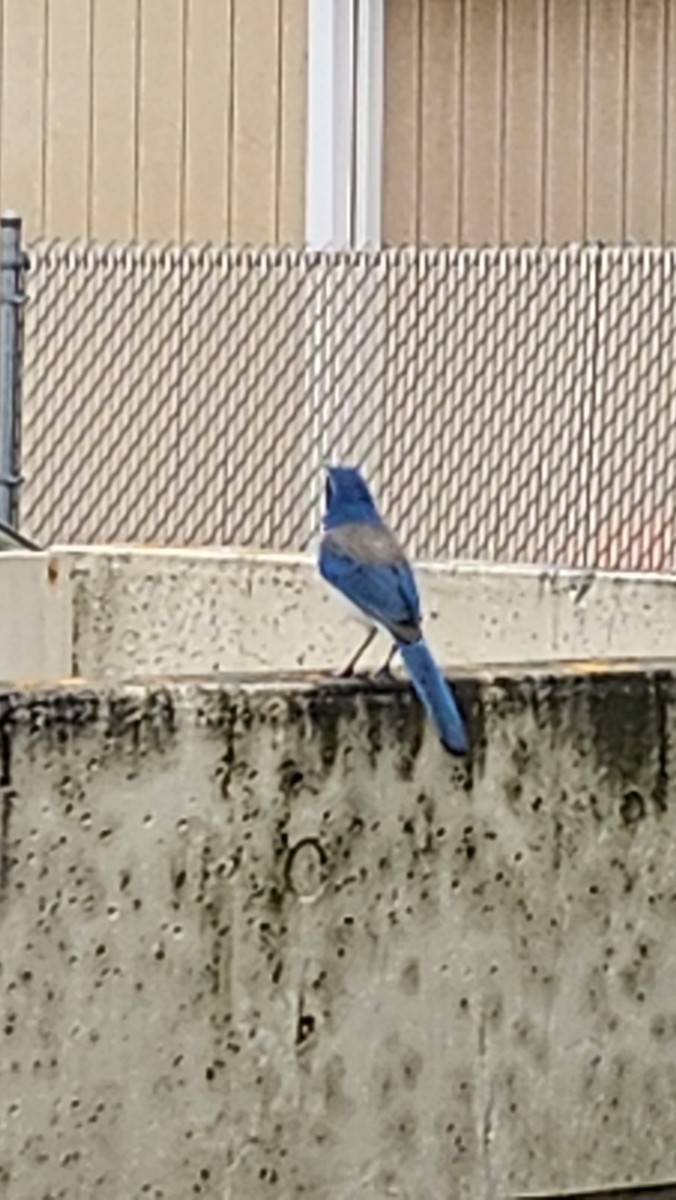 カリフォルニアカケス - ML635392392