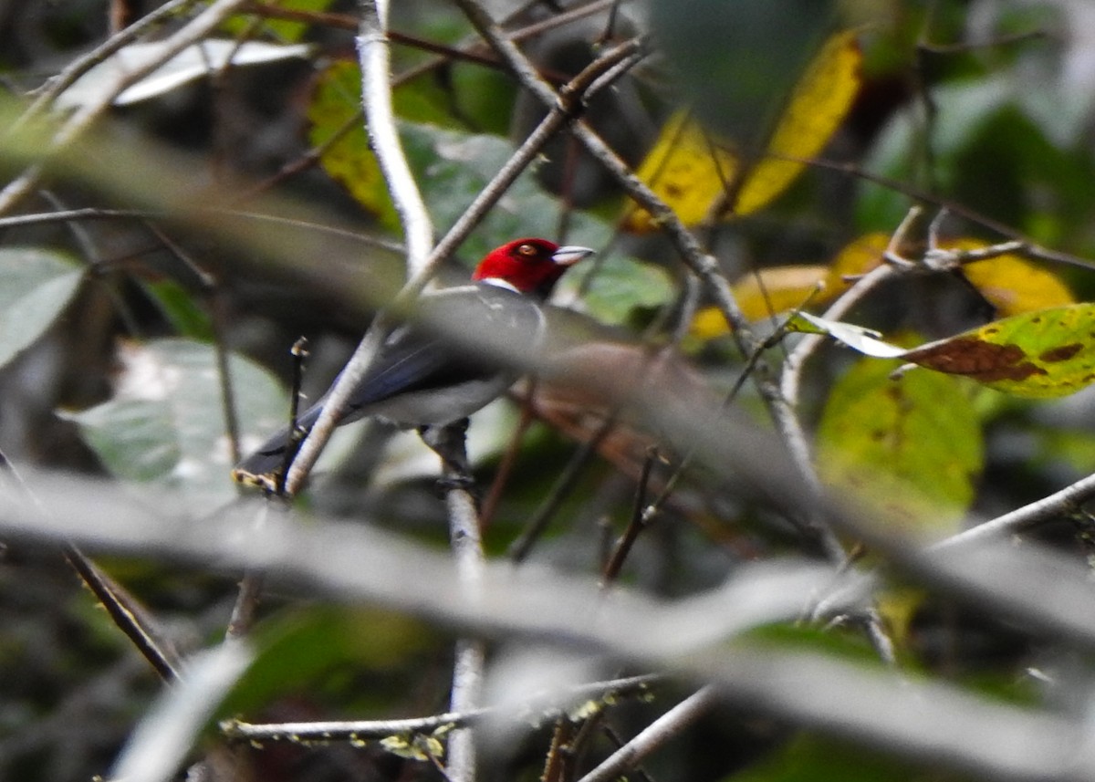 Schwarzkehltangare (gularis) - ML635392433