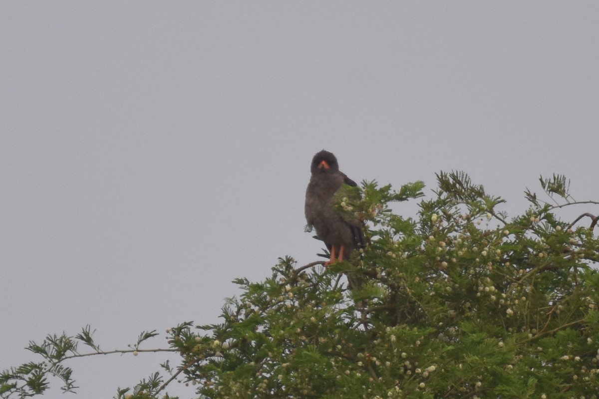Dark Chanting-Goshawk - ML635392492