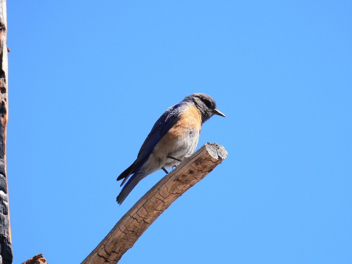 Western Bluebird - ML635392540